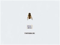 藏品(雙翅目)的圖片